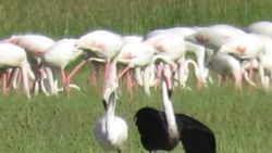 Sultan Sazlığı Milli Parkı'nda siyah flamingo görüldü