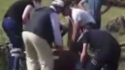 Kars'ta kurbanlık taşıyan tır devrildi
