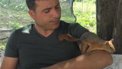 Tokat'ta sincap ile öğretmen dostunun renkli görüntüleri