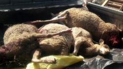 Aydın'da koyunları köpekler telef etti: Köylü korkuyor