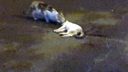 Kahramanmaraş'ta ölen yavrusunu yalnız bırakmayan kedi