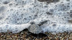 Antalya'da caretta caretta yavruları denizle buluştu