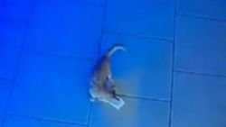 Rusya’da kasadan para çalan kedi