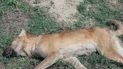 Mersin'de 4 köpeği zehirlediler