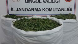 Bingöl'de 860 bin kök kenevir ele geçirildi
