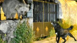 Kars'ta boz ayıları kovalayan köpek