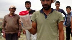Van'da bir mahalleyi akrepler sardı