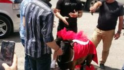 Erzurum'da evlenenlerin gelin koçu çiçekçide süsleniyor