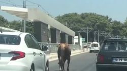 Antalya’da firari danalar araç trafiğine karıştı