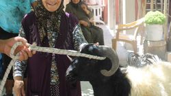 Hataylı Rahme Teyze, hediye gelen kurbanı kestirdi