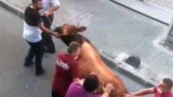 Küçükçekmece'de kurbanlık boğanın kaçış anı