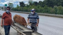 Sancaktepe'de kaçan kurbanlık dana, yakalandı