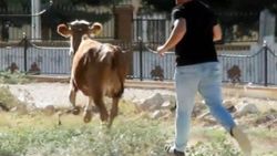 Şanlıurfa’da kaçan kurbanlıklar zor anlar yaşattı