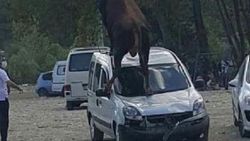 Samsun'da kurbanlık boğa, aracın üstüne çıktı