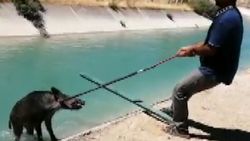 Adıyaman'da kanala düşen yaban domuzu kurtarıldı