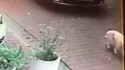 Beşiktaş'ta köpeğe çarpıp kaçan sürücü