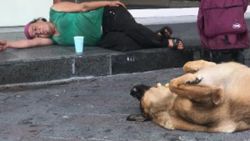 Taksim’de köpeğin vefası: Yalnız bırakmıyor