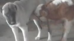 Annesi ölen danayı emziren kangal köpeği