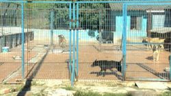 Yasağa rağmen internetten pitbull satmaya devam ediliyor