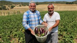 Afyonkarahisar'da ata tohumu ile patlıcan üretiyorlar