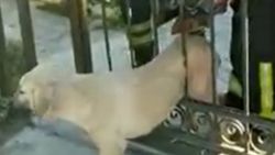 Denizli'de korkuluklara sıkışan köpek kurtarıldı