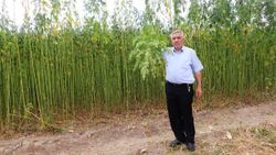 Samsun'da kenevir, hasat için gün sayıyor