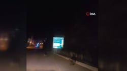 Gümüşhane'de ayılar şehre indi