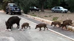 Domuzlar, Marmaris sokaklarına indi