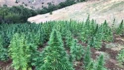 Bingöl'de 1 milyon kök kenevir ve 2 ton esrar ele geçirildi