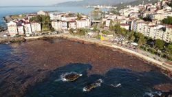 Giresun'da sel nedeniyle ağaçlar denize sürüklendi