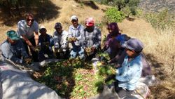 Aydın'da Antep fıstığı, kırsal mahalleye gelir sağlıyor