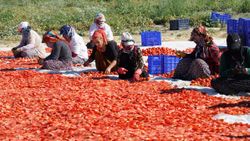 Elazığ'da mevsimlik işçilerin güneş altındaki mesaisi