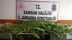 Samsun'da Jandarma 14 kök kenevir ele geçirdi