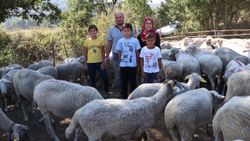 Çanakkale'de 90 koyun her gün elle sağılıyor: Ailenin geliri ayda 15 bin TL