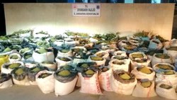 Diyabakir Da 5 Ton 81 Kilogram Esrar 14 Milyon 169 Bin 150 Kok Kenevir Ele Gecirildi