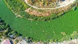 Su sümbülleri, Asi Nehri'nin yüzeyini kapattı