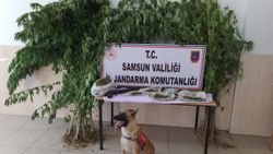 Samsun'da uyuşturucu operasyonu