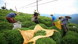 Türkiye 8 ayda 10,77 milyon dolarlık çay ihraç etti, ihracatın büyük bölümü Rize'den yapıldı