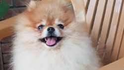 Popüler köpek Pomeranian Boo hakkında merak edilenler