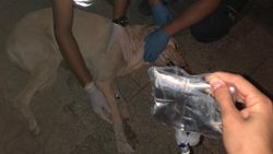 Samsun'da hasta köpek 112'ye sığındı