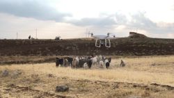 Elazığ'da Jandarma, kayıp sürüyü drone ile buldu