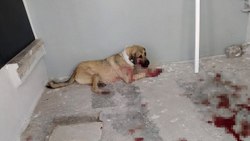 He shot the stray dog ​​in Izmir on Animal Protection Day