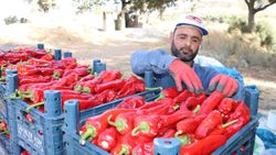 Hatay sınırında yetişen kapya biberi, Türkiye'nin dört bir yanına gönderiliyor