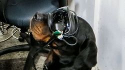 ABD ordusu, köpeklerde artırılmış gerçeklik teknolojisini deniyor