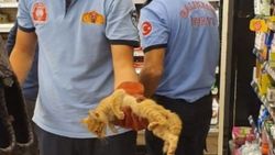Balıkesir'de sıkışan yavru kediyi itfaiye kurtardı
