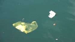 Karadeniz'de deniz çöpü ve mikroplastik tehlikesine karşı ortak çalışma