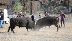 Erzurum'da güreşe çıkamayan boğalara antrenman yaptırıldı