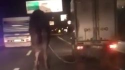 Bursa'da kamyona bağlanan deve, koruma altına alındı