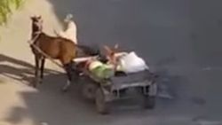 Iğdır'da yorgun ata şiddet uyguladı