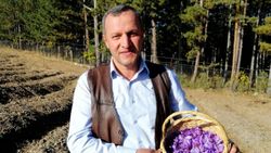 Karabük'te safran hasadı başladı